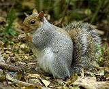 Grey Squirrel 9P51D-202